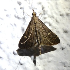 Dolicharthria punctalis