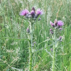 Cirsium palustre
