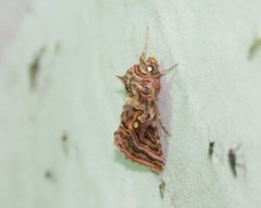 Autographa mappa