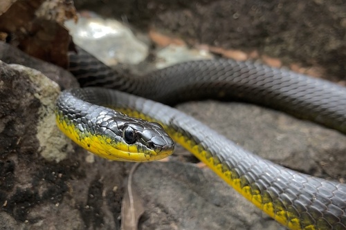 Common Tree Snake sighting