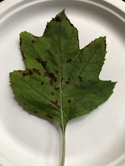 Cercospora hydrangeae