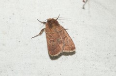Eriopygini
