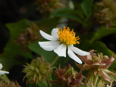 Montanoa leucantha