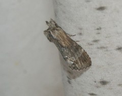 Dasylophia thyatiroides