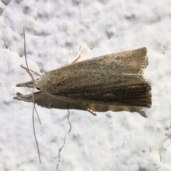 Calamotropha paludella