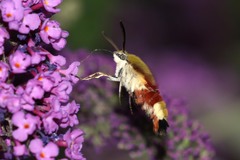 Hemaris fuciformis