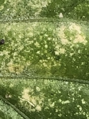 Puccinia violae