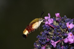 Hemaris fuciformis