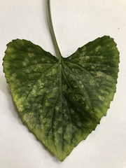 Puccinia violae