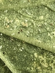 Puccinia violae