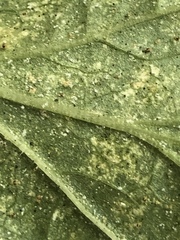 Puccinia violae
