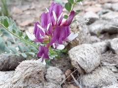 Astragalus oophorus