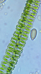 Desmidium