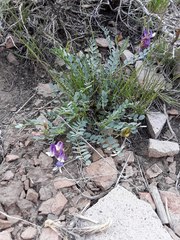 Astragalus oophorus