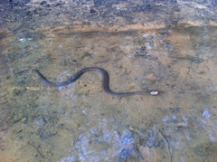 Nerodia erythrogaster