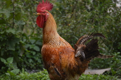 Gallus gallus domesticus