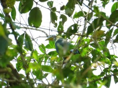 Ptilinopus melanospilus