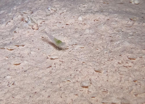 Typhlatya pearsei