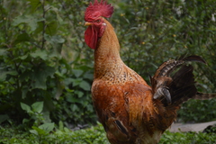 Gallus gallus domesticus