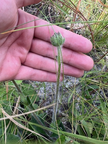 Image of Helianthus radula by (c) sblumen, some rights reserved (CC BY)