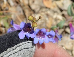 Penstemon azureus