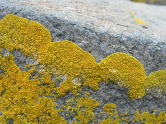 Polycauliona verruculifera