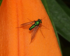 Condylostylus comatus