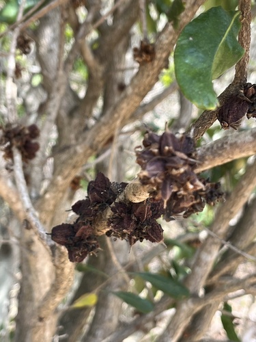 Pittosporum cherrieri observed 2024-09-21