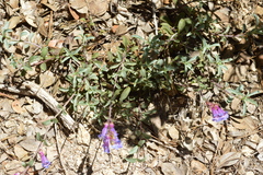 Penstemon azureus