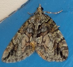 Hydriomena perfracta