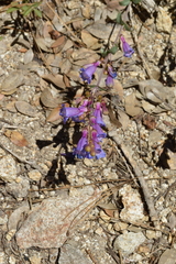 Penstemon azureus