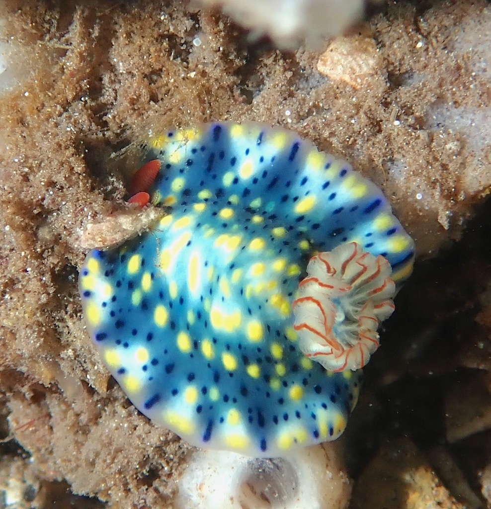 Black-spotted Split-tooth Dorid