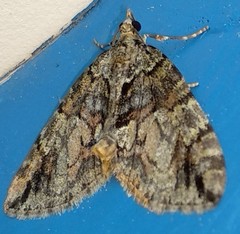 Hydriomena perfracta