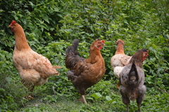 Gallus gallus domesticus