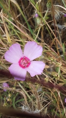 Clarkia amoena