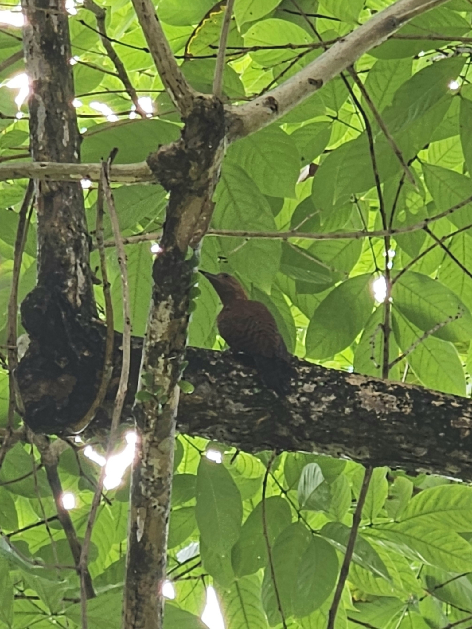 Rufous Woodpecker