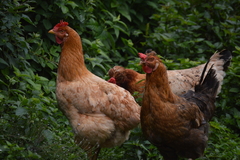 Gallus gallus domesticus