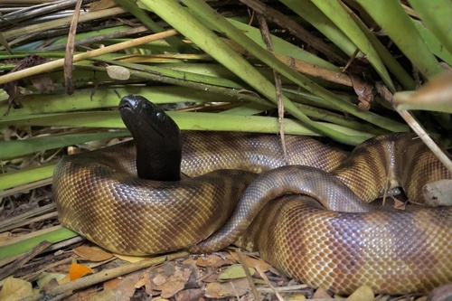 Black-headed Python sighting