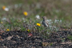 Alaudala rufescens