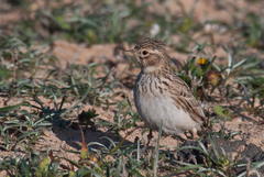 Alaudala rufescens
