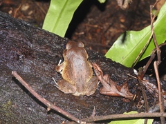 Solomon Wrinkled Ground Frog photo 2