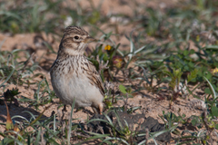 Alaudala rufescens