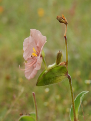Commelina scabra