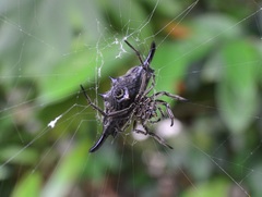 Gasteracantha diardi
