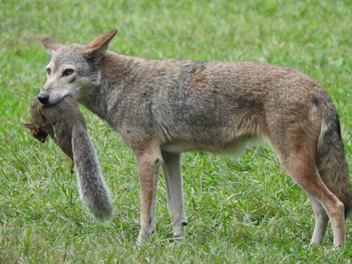 Coyote photographed in New York