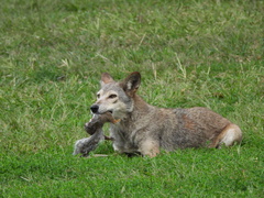 Coyote photo 1