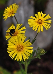Xylocopa tabaniformis orpifex