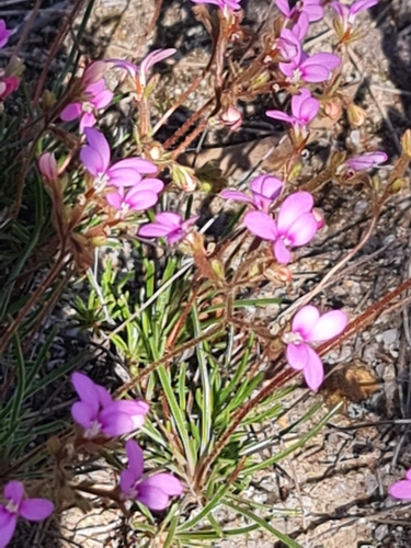 Image of Stylidium leptophyllum by (c) Belinda Forbes, some rights reserved (CC BY)