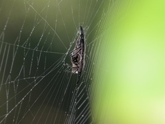 Gasteracantha diardi