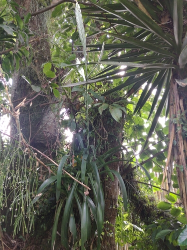 Tillandsia heterophylla, photograph 6